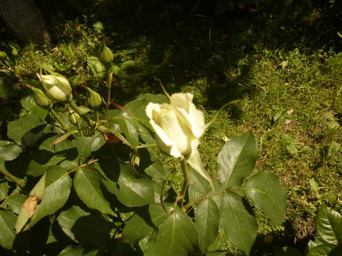 Picture 201 - gradina mea