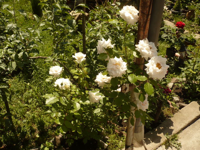 Picture 207 - gradina mea