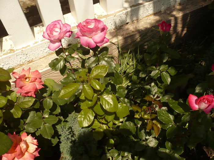 Picture 218 - gradina mea