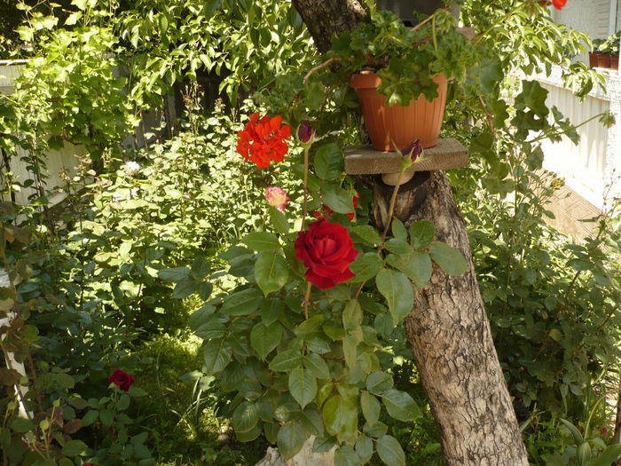 Picture 222 - gradina mea