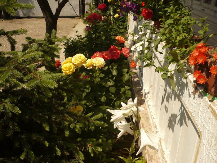 Picture 227 - gradina mea