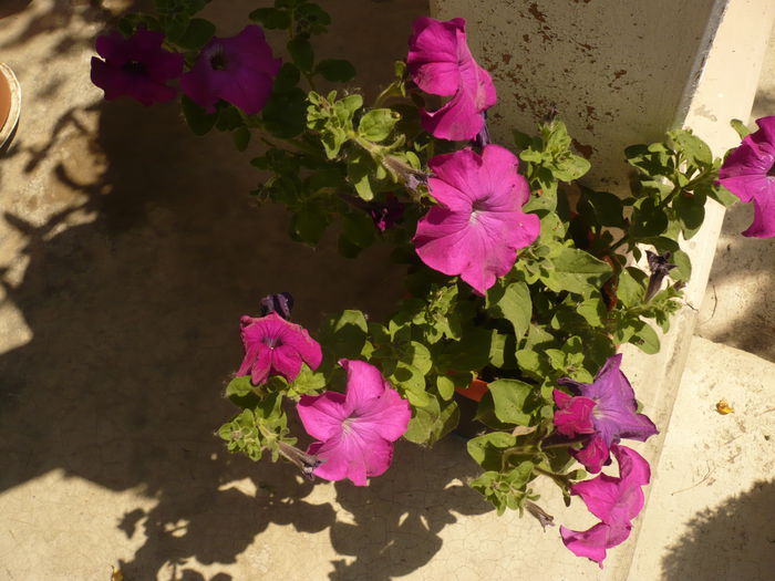 Picture 229 - gradina mea