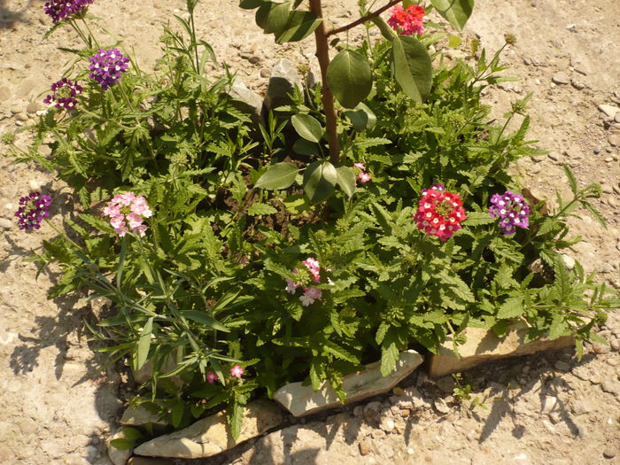 Picture 238 - gradina mea