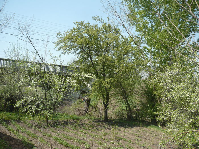 P1120756 - gradina mea