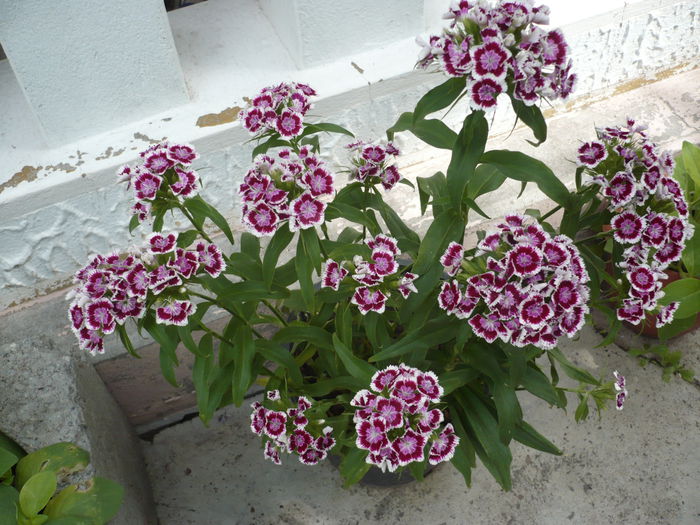P1120860 - gradina mea