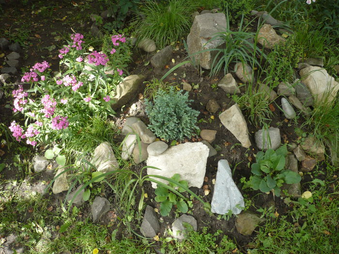 P1120873 - gradina mea