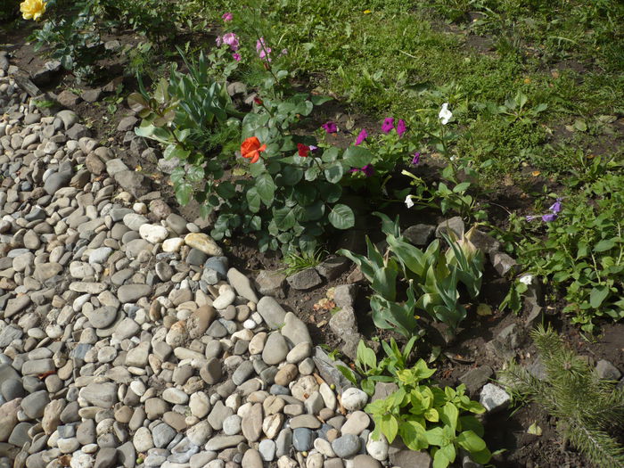 P1120876 - gradina mea