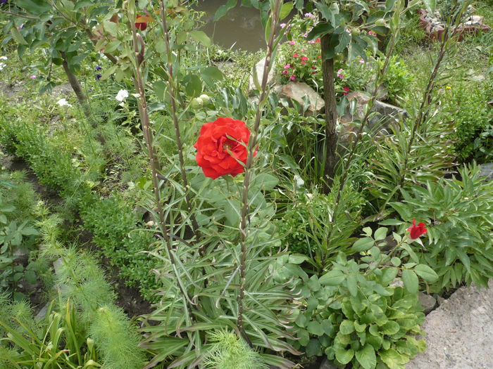 P1120932 - gradina mea