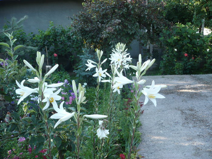 P1120985 - gradina mea