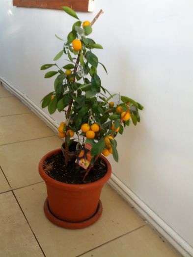 calamondin obobrejan - AAAA contact si livrare