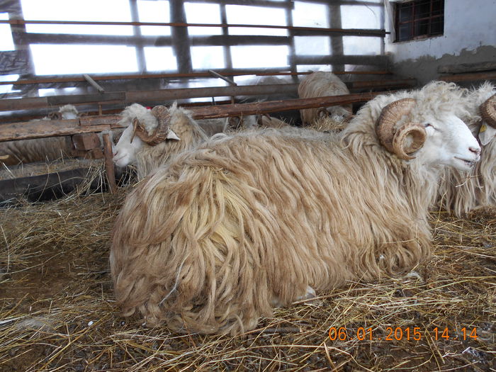 Mior. - Berbeci 2o14-2015