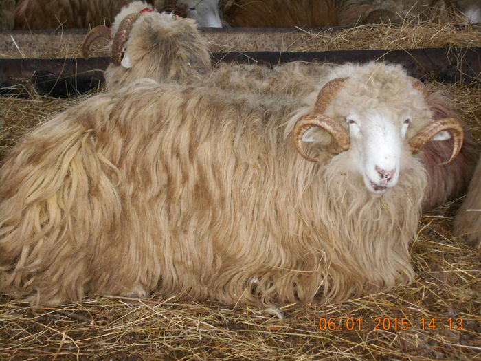 DSCN0461 - Berbeci 2o14-2015