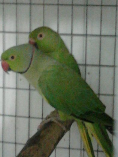 2015-01-02 14.02.16 - papagali2014