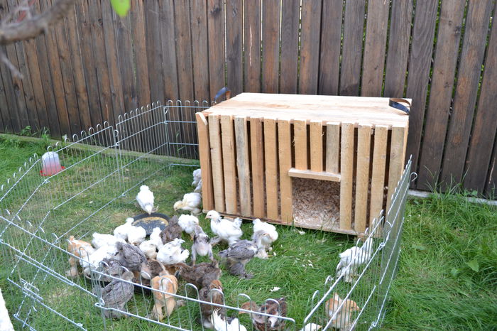 primii pui - iunie 2012 - Z_ Arhiva - primele pasari