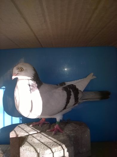 crăița
