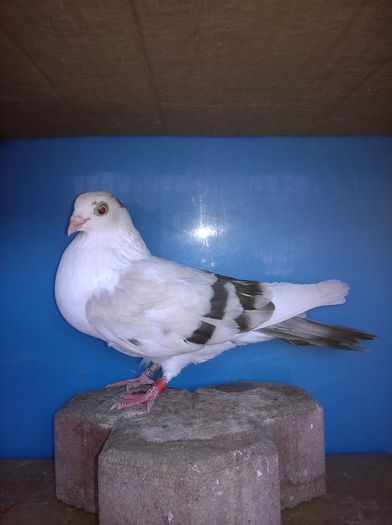 gabita