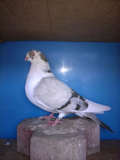 lacrima lui Ovidiu