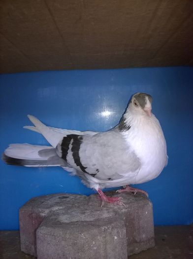 puica ciocârlia