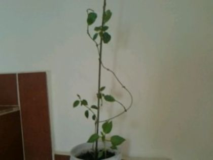 mandevilla roz - Pepiniera mea