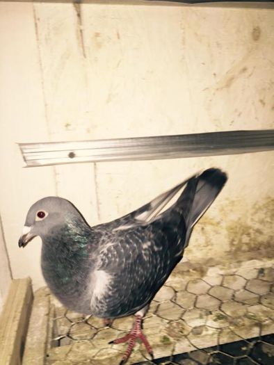 NL huub heremans; dn partea tatalui este nepot din DE SUPER CHECK 274 .1 prov ARGENTON si  DOCHTER PRIMA DONNA .1 Adsduif fond 2007 ...din partea mamei bunicul se trage dn KANNIBAL IAR BUNICA ESTE FICA DIN BLUE MAGIC
