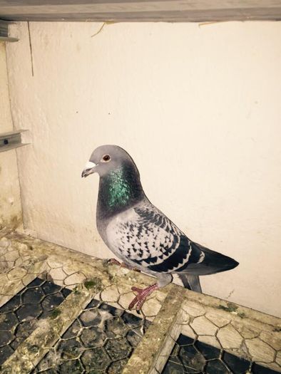 Th.Rutten..este nepot din THEO  1 st vucent 1056 km. 4.651 de porumbei; este fiu f “MISS TILLY” (NL07-1515635) castiga 1ST NATIONAL CHANTILLY (378 km) impotriva a 23,193 porumbei cu o viteza de 1209.558 mpm..tatal este fiul lui THEO 1NPO st vicent 1.056km   4651 porumbei
