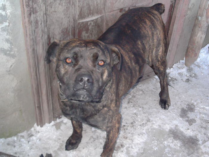 DSCF4273 - LORA cane corso