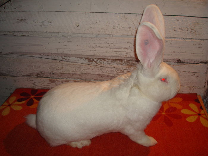 Mascul 4 - E54 143; 96 pct Expo Oradea 2014 ( 0,5 pct luate la intretinere )
