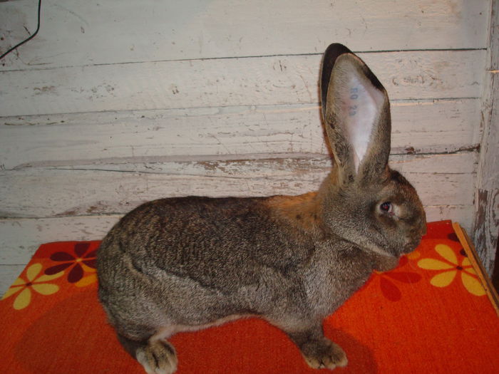 Femela 1 - RO23 3425; 95,5 pct Campioana Expo Oradea  ( naparlea  cand a fost arbitrata )
