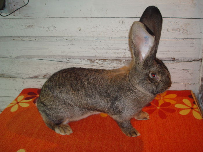 Femela 2 - H24 R878; 97 pct - Nationala Ungaria 2014
