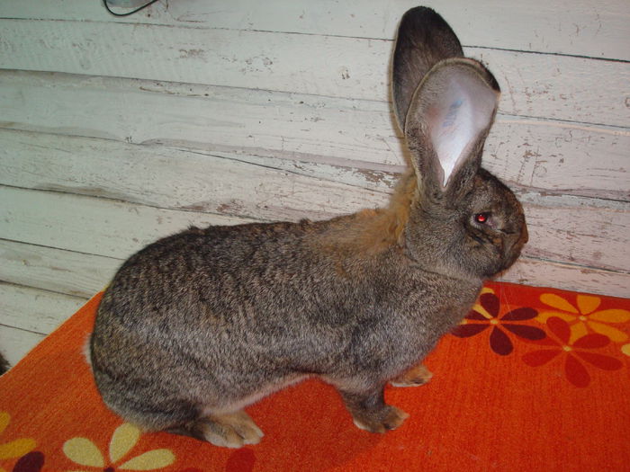 97 pct - Nationala Ungaria 2014 ( F 2 ); Linie Kiraly Attila si Henn Herbert; De la Kiss Ferenc ( Campion Colectie 2014- locul 3 ; Campion Colectie 2013- locul 1 )
