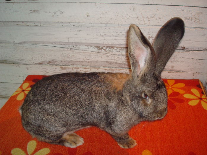 96,5 pct - Nationala Ungaria 2014 ( F 3 ); 8,350 kg ( 11 luni )
