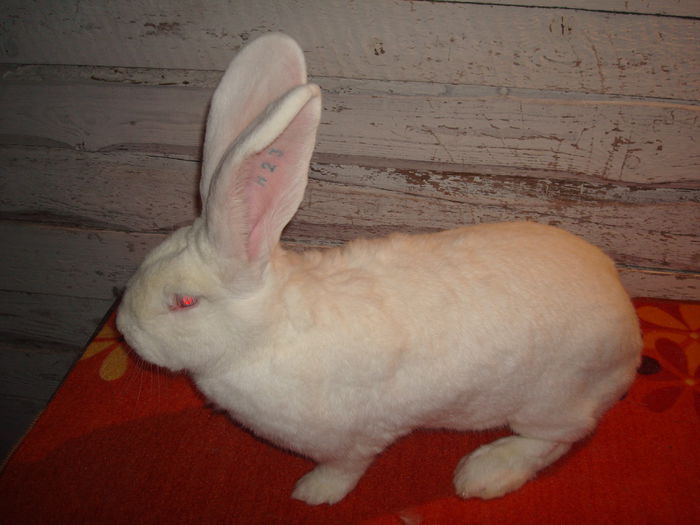 96,5 pct - Campioana Expo Oradea 2013 ( F 5 ); De la Barcsa Laszlo ( Linie Mahringer Franz - Campion Austria )
