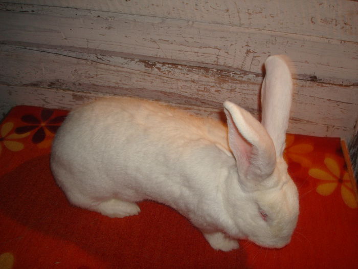 Femela 6 - RO23 4410; 94,5 pct Expo National Suceava 2014 ( 0,5 pct luate la intretinere )
