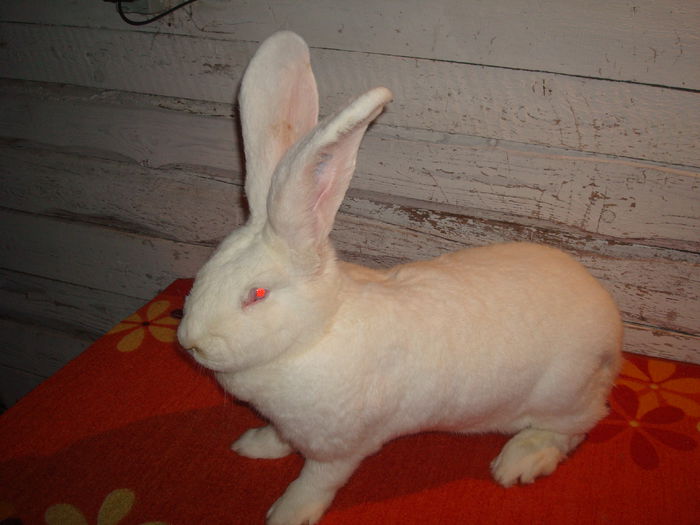 E54 2448 ( F 7 ); De la Mahringer Franz ( Campion Austria )
