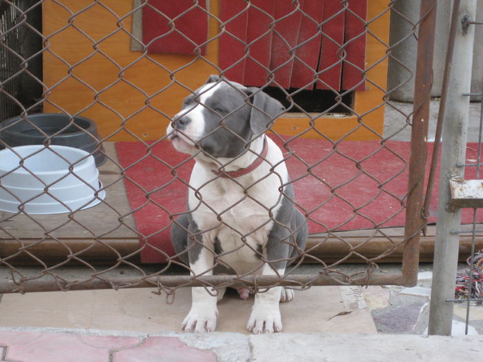 IMG_2900 - AMERICAN STAFFORDSHIRE TERRIER