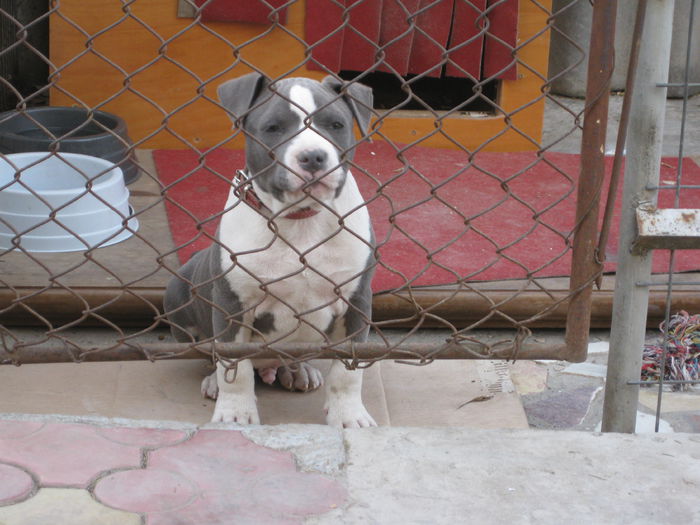 IMG_2902 - AMERICAN STAFFORDSHIRE TERRIER