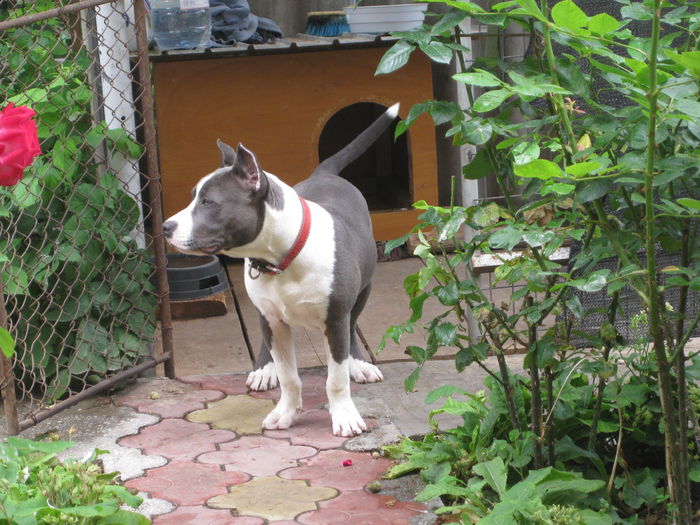 IMG_2922 - AMERICAN STAFFORDSHIRE TERRIER