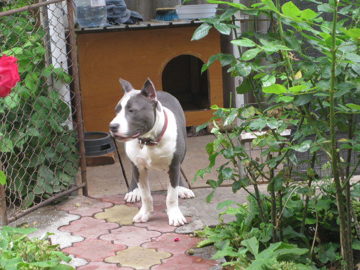 IMG_2923 - AMERICAN STAFFORDSHIRE TERRIER