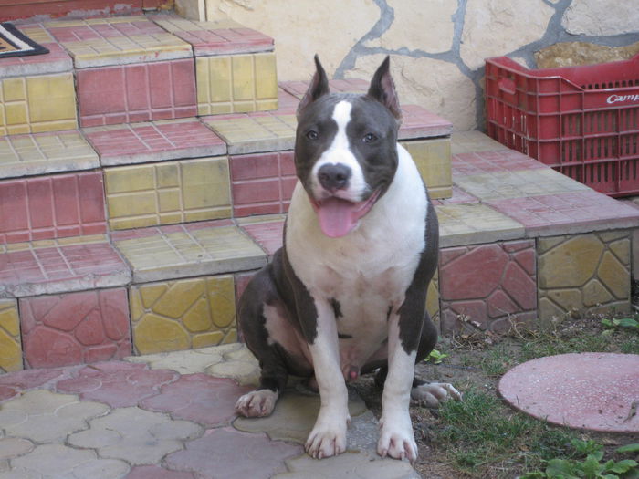 IMG_3424 - AMERICAN STAFFORDSHIRE TERRIER