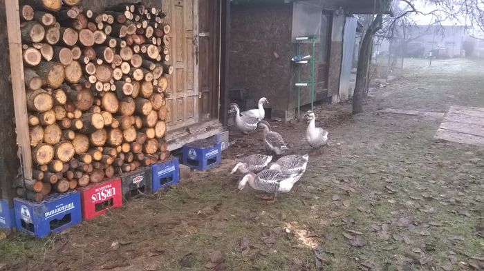 Picture 300 - giste si rate mute