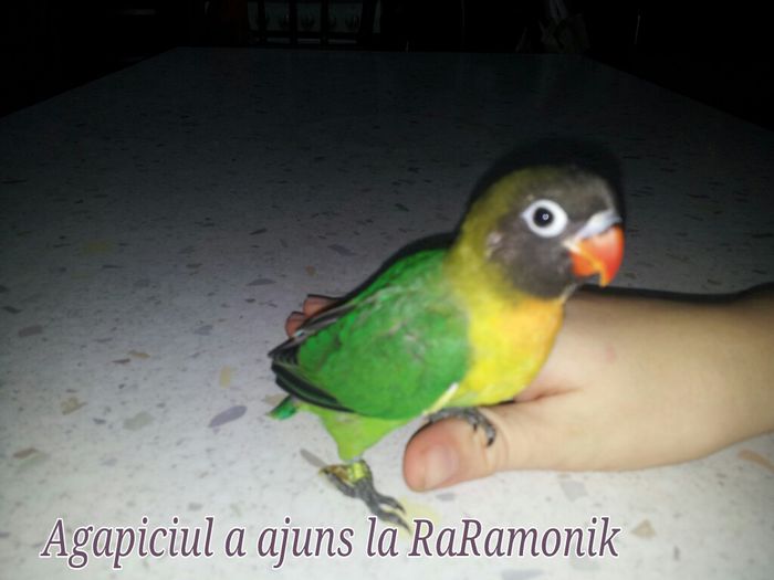 07.01.2015 La pagina lui RaRamonik - Agapornis personata pui bland crescut la mana pentru RaRamonik