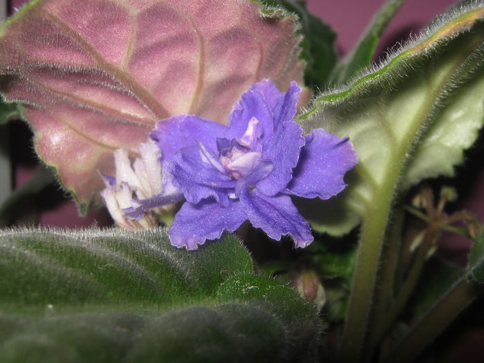 Picture My plants 2043 - Violete de Parma