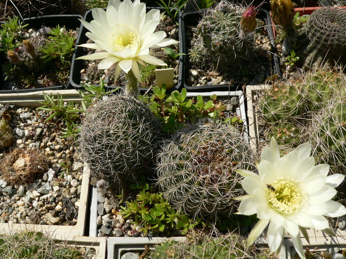 echinopsis_ancistrophora_1 - genul Echinopsis