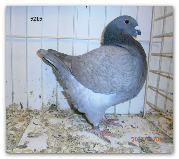 5215 rezervat afrapt