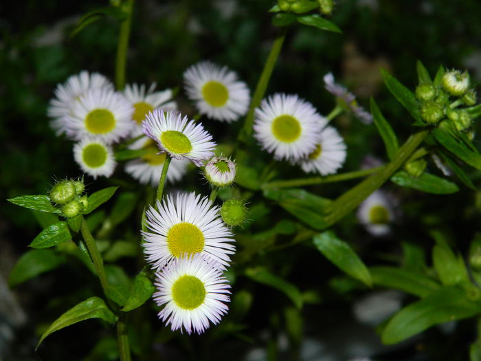 DSCN5846 Bunghişor (Erigeron Annuus) - 2015_IANUARIE_ALBUM SPECIAL