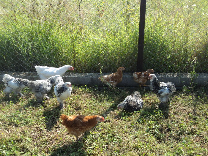 gaina gri din brahma - la matca; va face familie cu cocos din kabir
