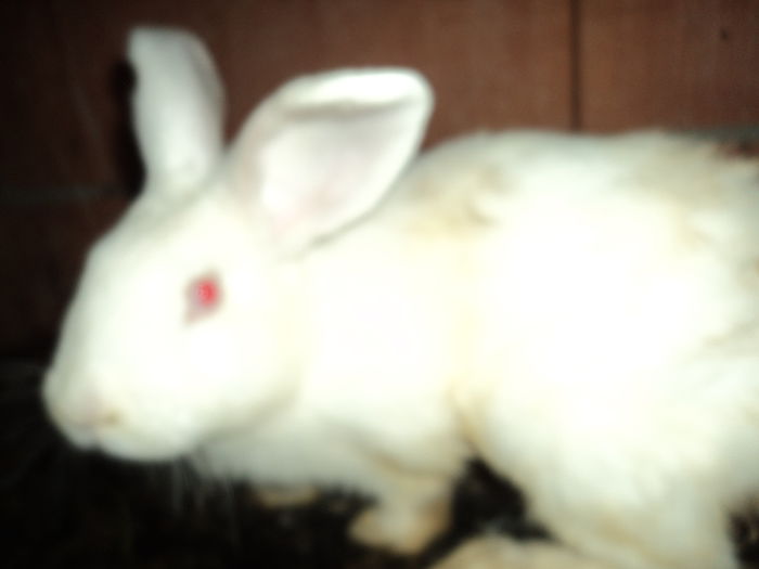 femela neoz. alb 1 - iepuri