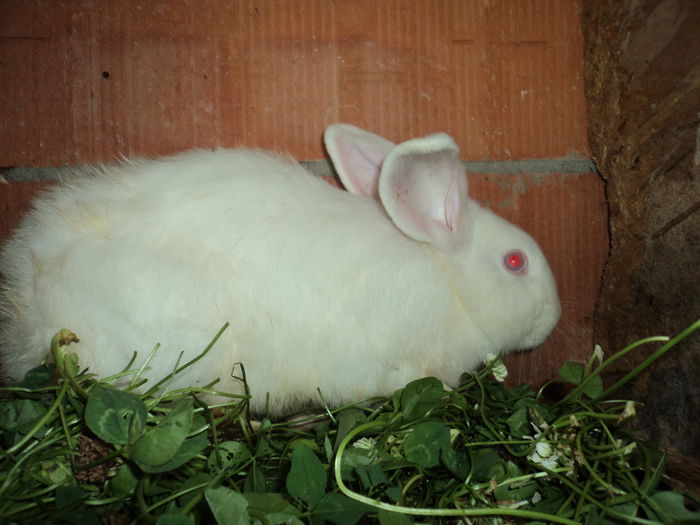 femela neozz. alb 1 - iepuri