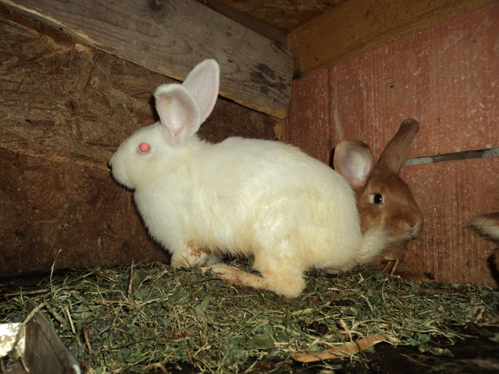 femele neoz. alb 1 si rosu 1 - iepuri