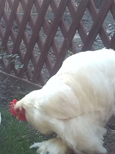 004 - cocos cochi alb